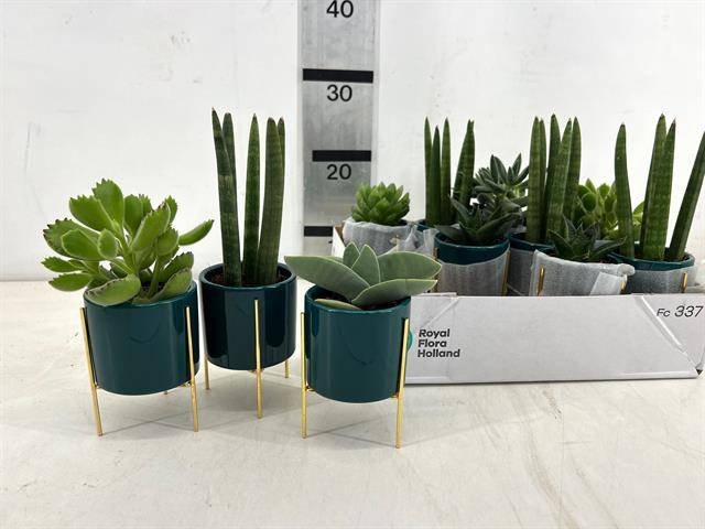 Kambarinis augalas, sukulentai, įvairūs, keraminiame vazonėlyje, vazonėlio skersmuo 8 cm.