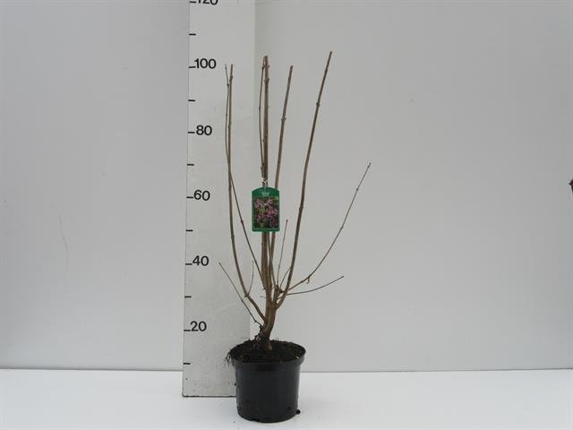Dekoratyvinis krūmas, alyva, vazono skersmuo 23 cm.