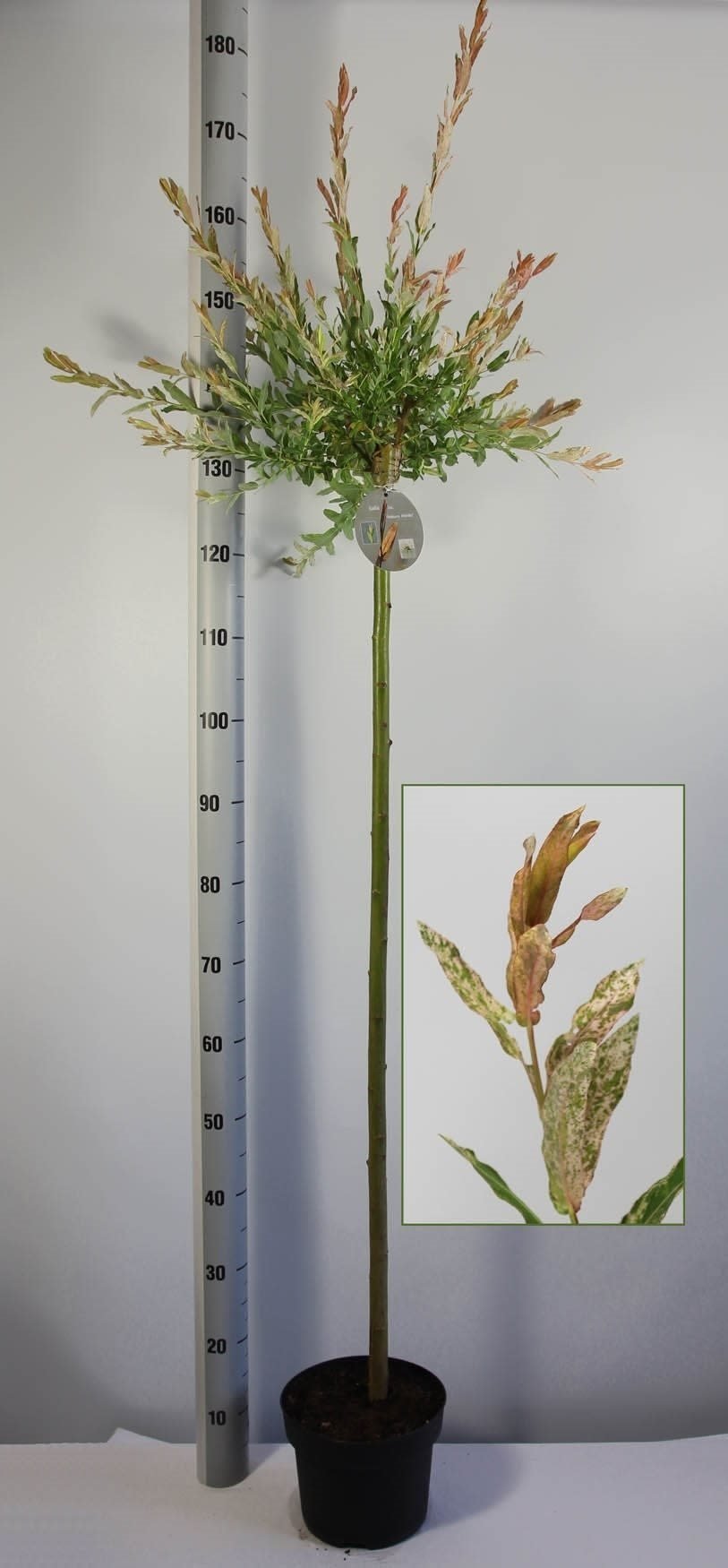 Dekoratyvinis medis, karklas sveikalapis "Hakuro-nishiki", ant stiebo, aukštis 120 cm., vazonėlio skersmuo 21 cm.