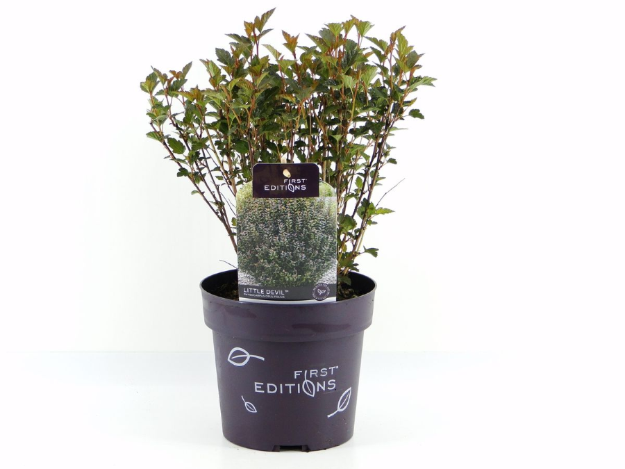 Dekoratyvinis krūmas, pūslenis putinalapis "Little Devil", aukštis 50 cm., vazonas 3 l.