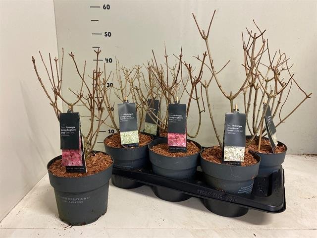 Dekoratyvinis krūmas, šluotelinė hortenzija, vazonėlio skersmuo 17 cm.
