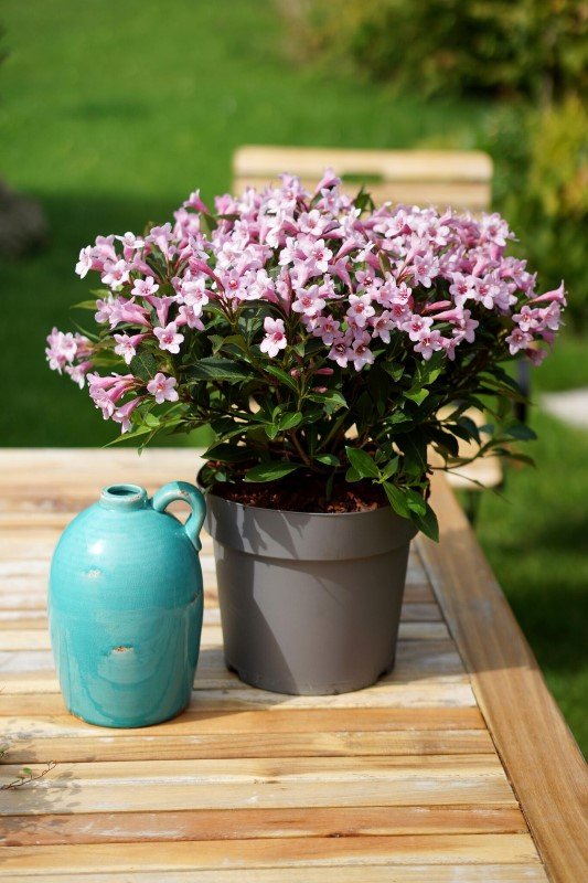 Dekoratyvinis krūmas, veigelė gražiažiedė "Pink Poppet", vazonas 2 l.