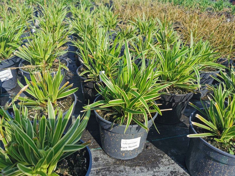 Žolinis augalas, viksva, vazonas 3 l.