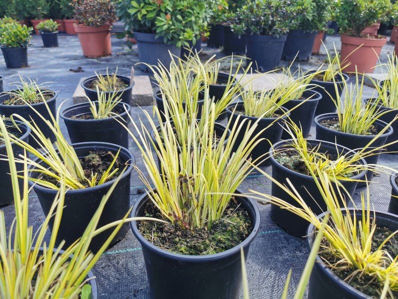 Vandens augalas, ajeras (Acorus), vazonas 2 l.