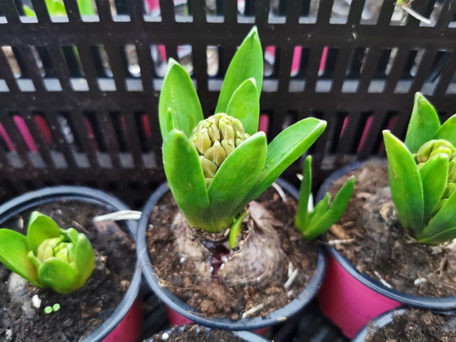 Kambarinis augalas, hiacintas (1 svog.), vazonėlio skersmuo 9 cm.