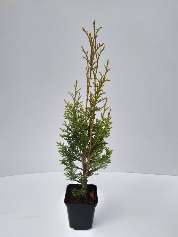 Spygliuotis, vakarinė tuja "Aureospicata", aukštis 30-40 cm., vazonėlio skersmuo 9 cm.