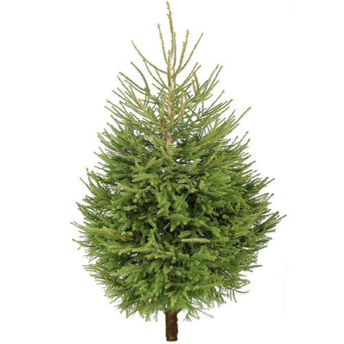 Paprastoji eglė (Picea abies), kirsta, aukštis 1,60-2,00 m. Premium kokybė