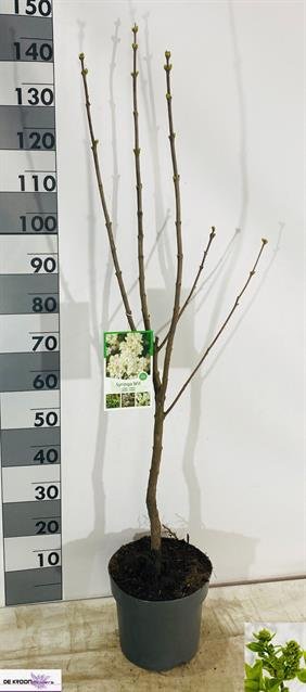 Dekoratyvinis krūmas, alyva "Vulgaris", vazonėlio skersmuo 26 cm.