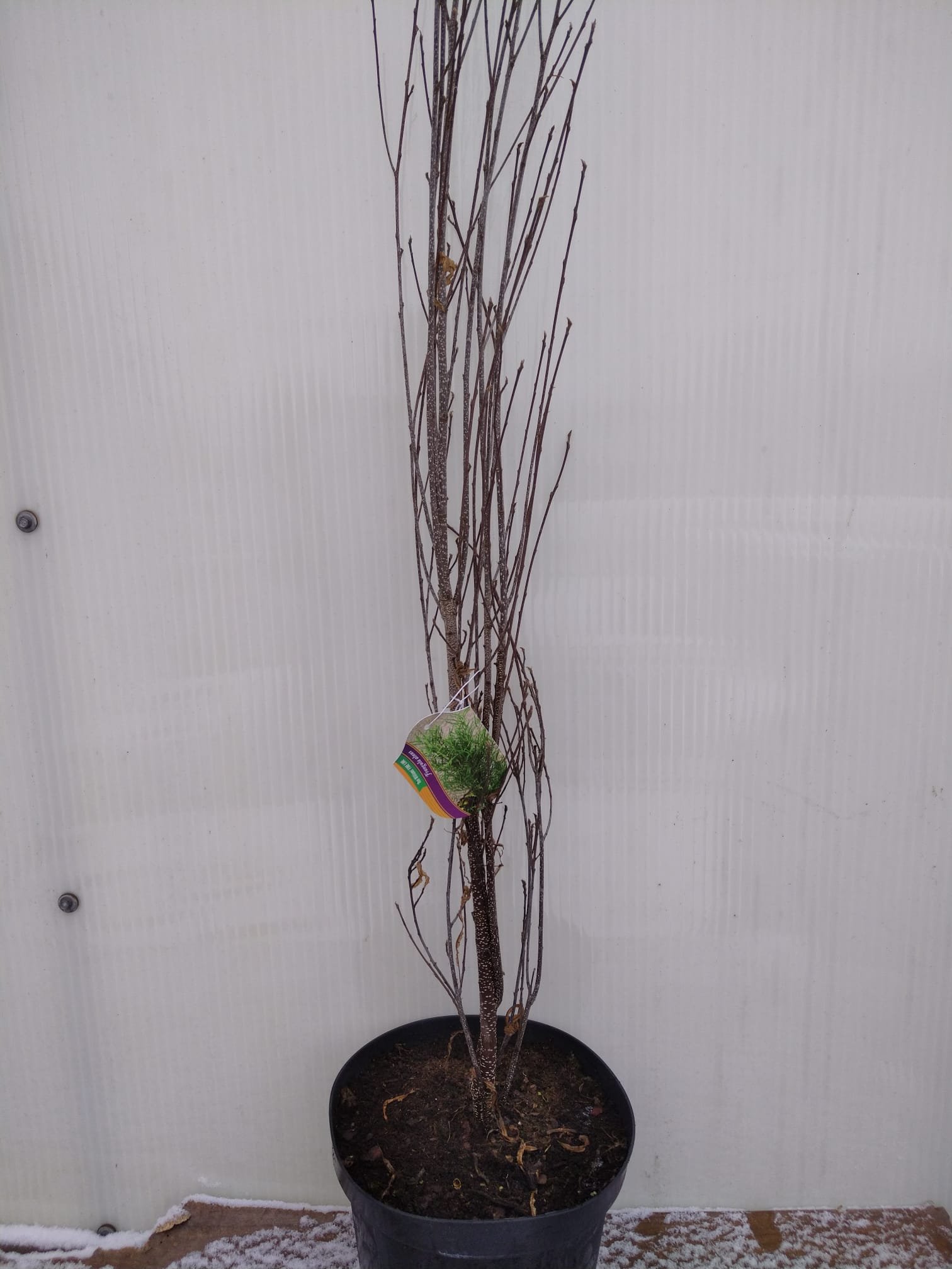 Dekoratyvinis krūmas, šaltekšnis paprastasis "Aspenifolia Fineline", vazonas 7 l.