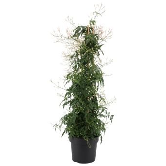 Dekoratyvinis krūmas, jazminaitis, piramidės formos, vazonėlio skersmuo 17 cm.