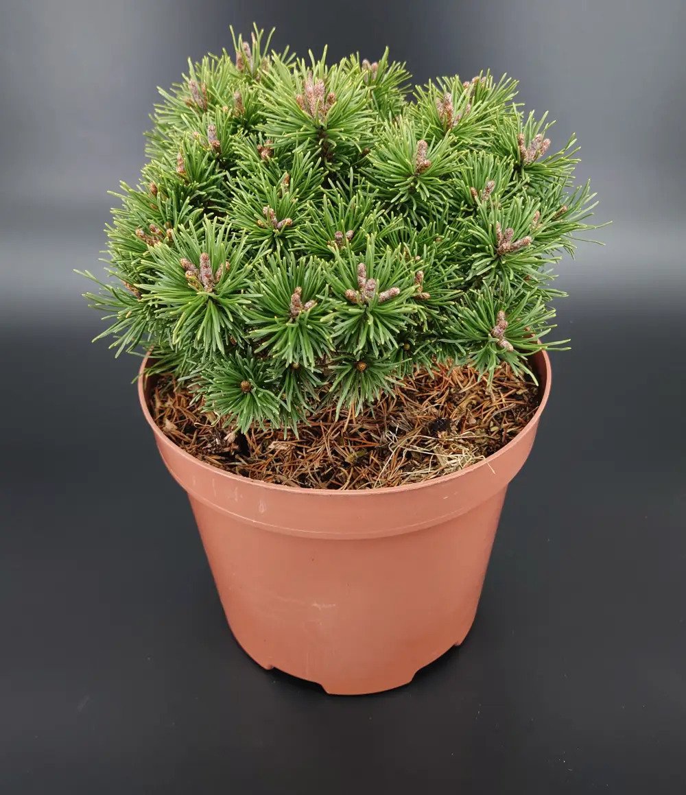 Spygliuotis, pušis kablelinė "Nana", vazonėlio skersmuo 23 cm.