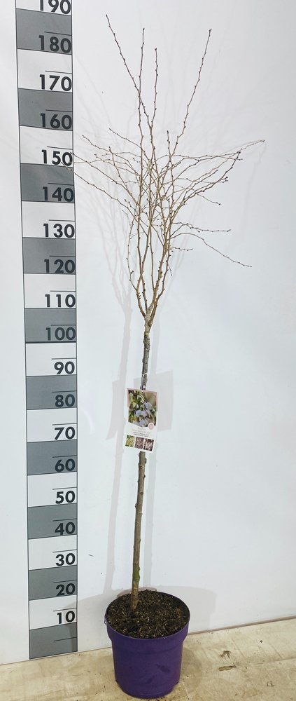 Dekoratyvinis medis, ankstyvoji sakura "Kojau-no-ma", vazonėlio skersmuo 26 cm.