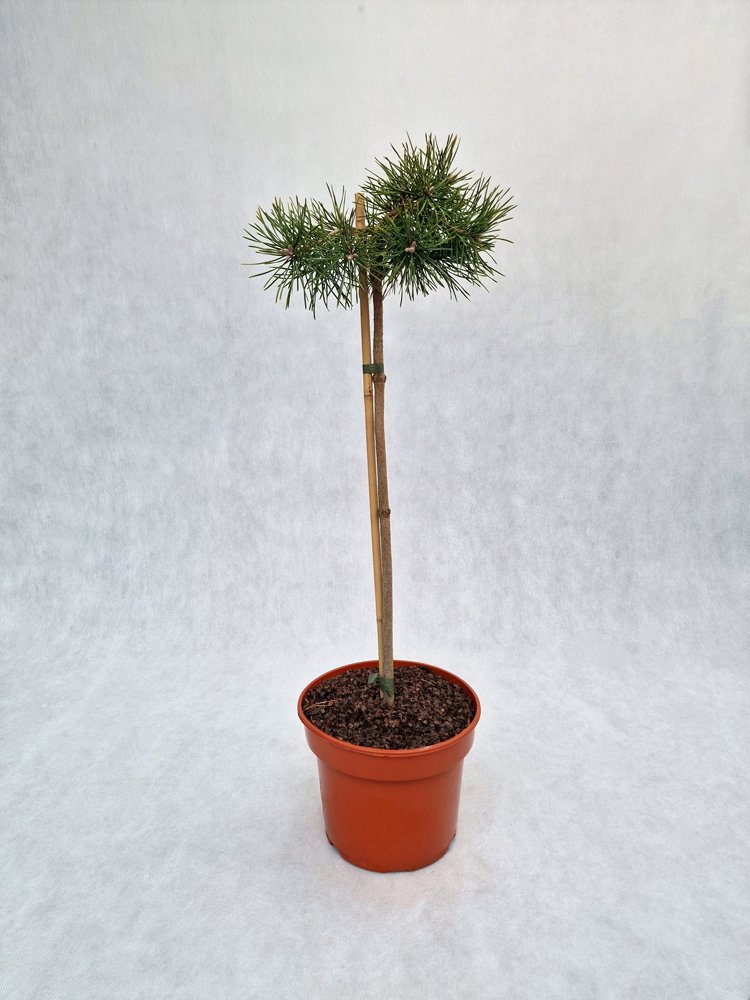 Spygliuotis, pušis paprastoji "Hillside Creeper", vazonas 5 l.