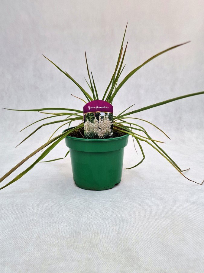 Žolinis augalas, juka pluoštinė, vazonas 2 l.