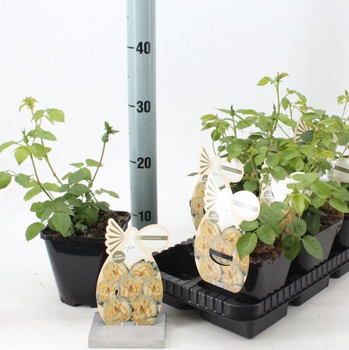 Daugiametė gėlė, rožė "Jolandia", vazonėlio skersmuo 14 cm.