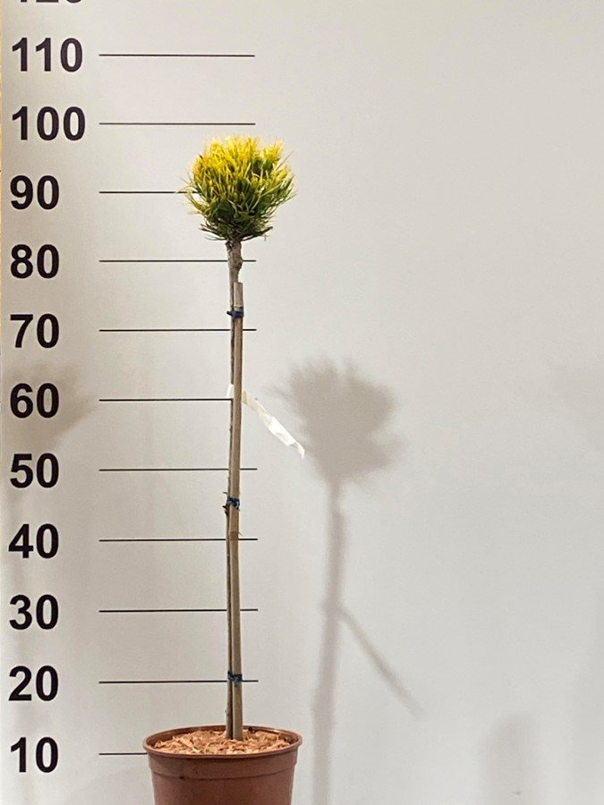 Spygliuotis, pušis "Schwei. Toursit", ant stiebo, vazonėlio skersmuo 23 cm.