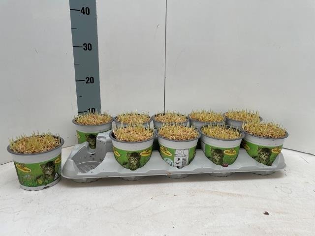 Kambarinis augalas, žolė katėms, vazonėlio skersmuo 12 cm.