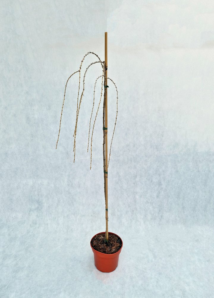 Spygliuotis, maumedis europinis "Pendula", vazonas 5 l.
