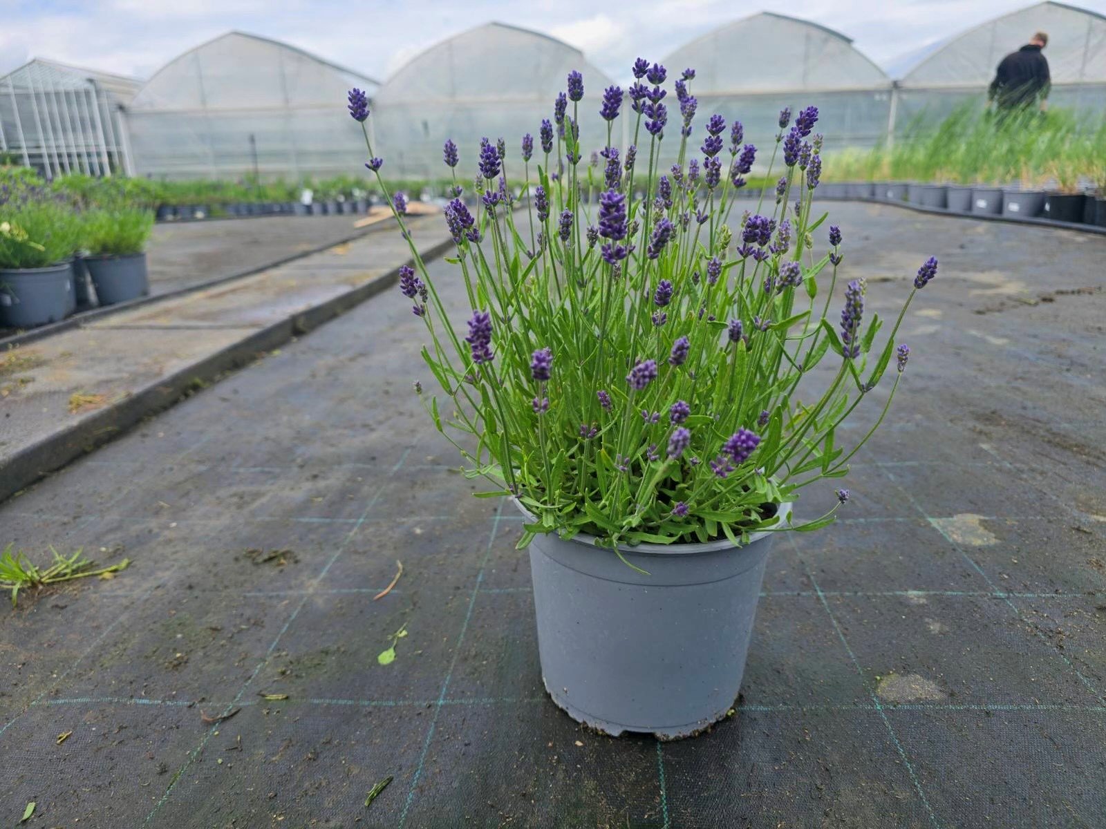 Daugiametė gėlė, levanda, vazonėlio skersmuo 19 cm.
