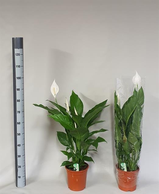 Kambarinis augalas, vėzdūnė "Sweet Lauretta", vazono skersmuo 21 cm.