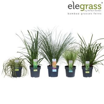 Žolinis augalas, viksva, įvairios, vazonėlio skersmuo 14 cm.