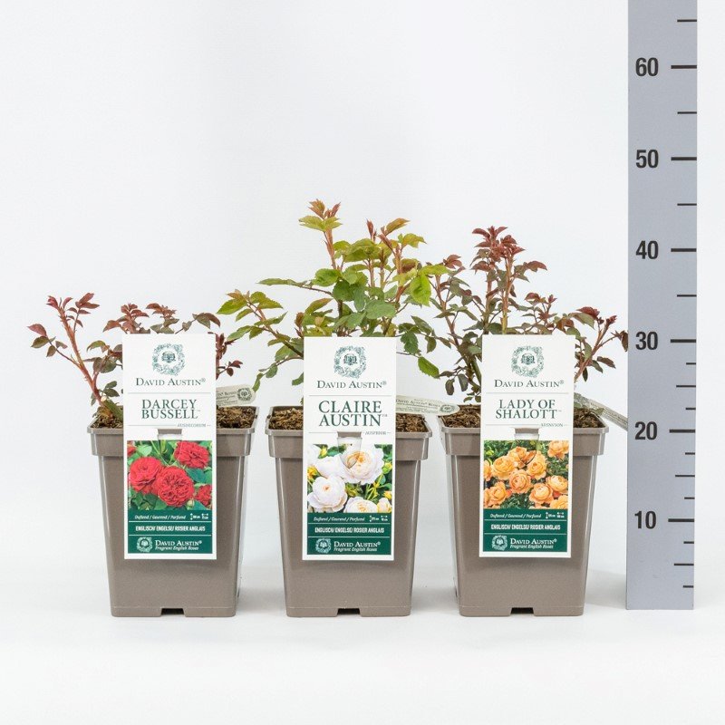 Daugiametė gėlė, rožė (David Austin), įvairios, vazonėlio skersmuo 23 cm.