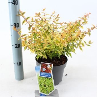 Dekoratyvinis krūmas, vytmenys "Kaleidoscope", vazonėlio skersmuo 17 cm.