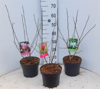 Dekoratyvinis medis, magnolija, įvairios, vazonėlio skersmuo 21 cm.