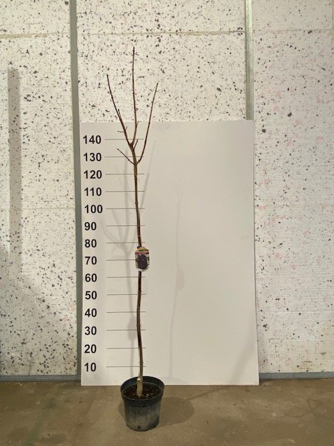 Dekoratyvinis medis, klevas "Crimson Sentry", vazonėlio skersmuo 21 cm.