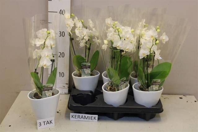 Kambarinis augalas, orchidėja, keraminiame vazonėlyje, vazonėlio skersmuo 11 cm.