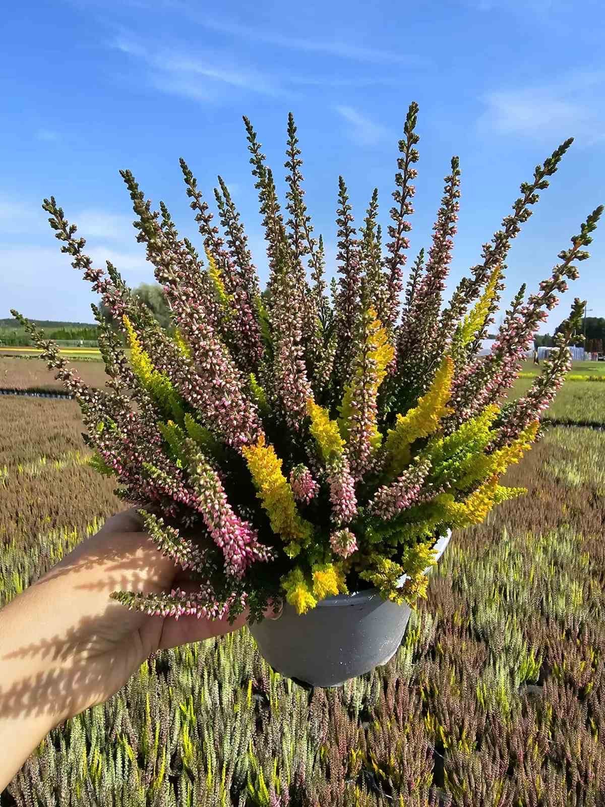 Vienmetis augalas, viržis Trio, vazonėlio skersmuo 12 cm.