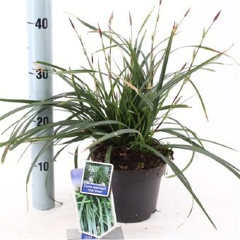 Žolinis augalas, viksva "Irish Green", vazono skersmuo 17 cm.