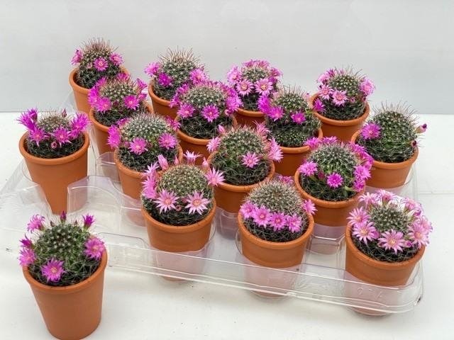 Kambarinis augalas, kaktusas "Mamiliaria", vazonėlio skersmuo 8 cm.