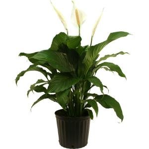 Kambarinis augalas, spatifilis "Sweet Lauretta", vazonėlio skersmuo 24 cm.