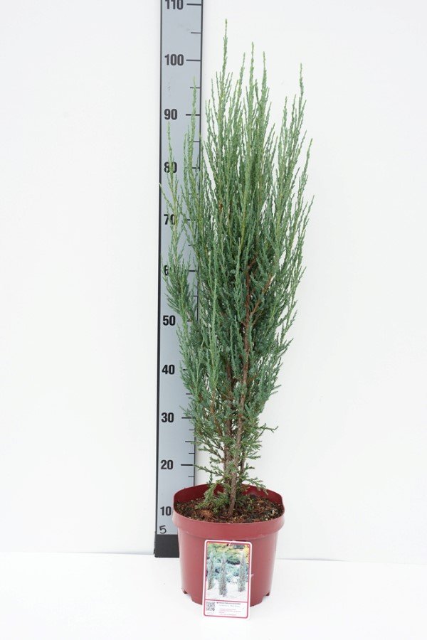 Spygliuotis, kadagys uolinis "Blue Arrow", aukštis 80-100 cm., vazonas 10 l.