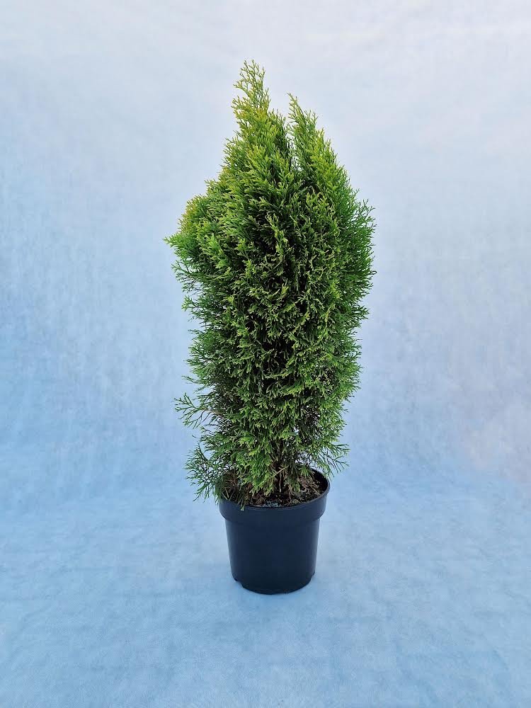 Spygliuotis, vakarinė tuja " Golden Smaragd", aukštis 80 cm., vazonas 7,5 l.