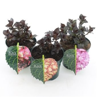 Dekoratyvinis krūmas, hortenzija "Black Diamonds", vazono skersmuo 17 cm.