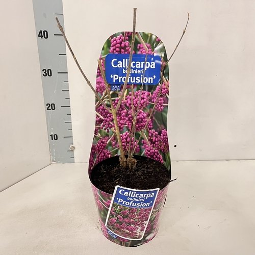 Dekoratyvinis krūmas, vaisuolė "Profusion", vazonėlio skersmuo 17 cm.