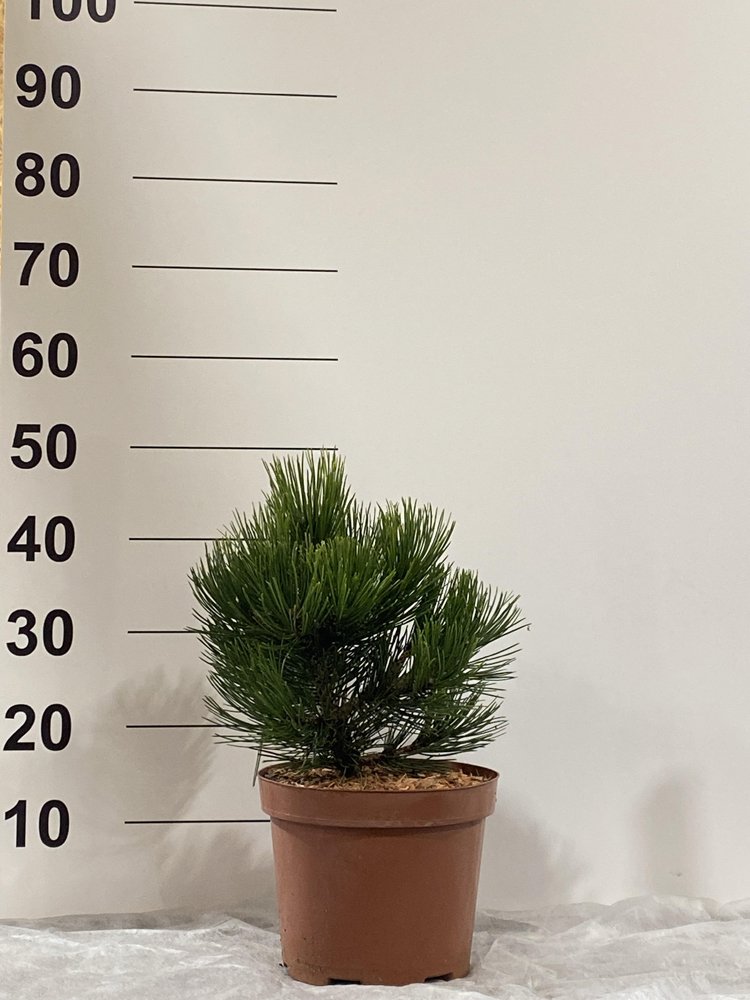 Spygliuotis, pušis "Mint Truffle", vazonėlio skersmuo 23 cm.