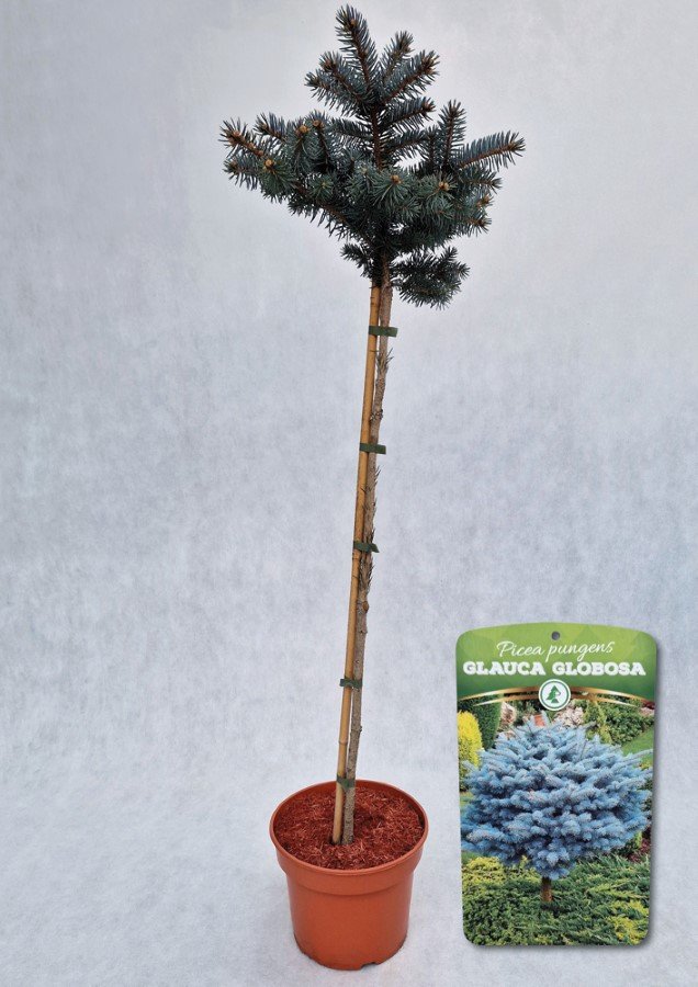 Spygliuotis, eglė dygioji "Glauca Globosa", vazonas 5 l.