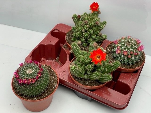 Kambarinis augalas, kaktusas, vazonėlio skersmuo 15 cm.