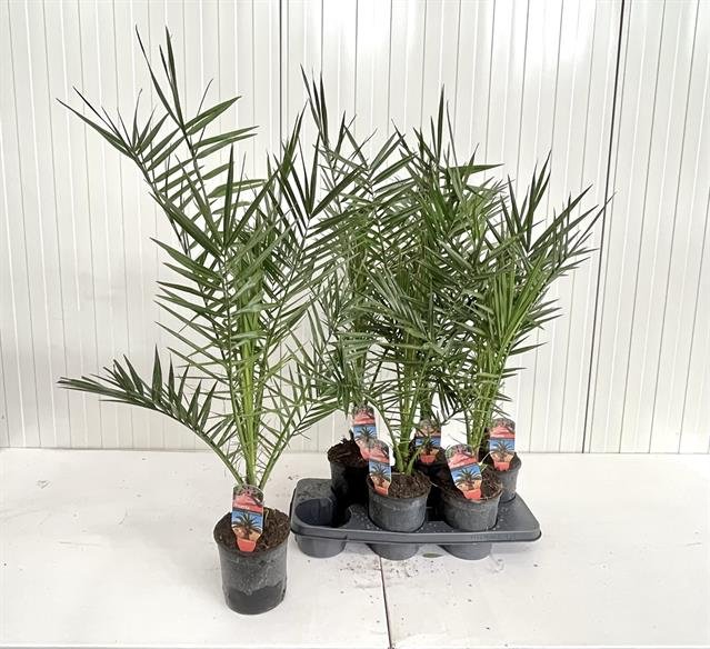 Daugiametis augalas, finikas kanarinis, vazonėlio skersmuo 15 cm.