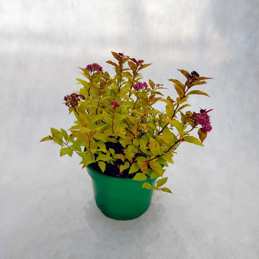 Dekoratyvinis krūmas, lanksva japoninė "Goldflame", vazonėlio skersmuo 20 cm.