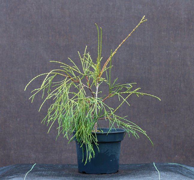 Spygliuotis, vakarinė tuja "Filiformis", aukštis 20-40 cm., vazonas 2 l.