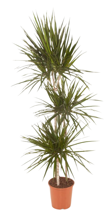Kambarinis augalas, dracena "Marginata", 3 šakos, vazonėlio skersmuo 21 cm.