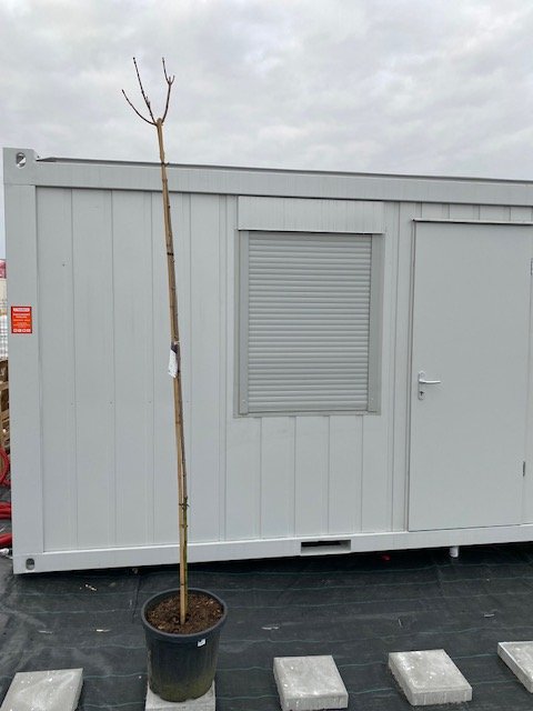 Dekoratyvinis medis, klevas "Purlpe Globe", vazonėlio skersmuo 39 cm.