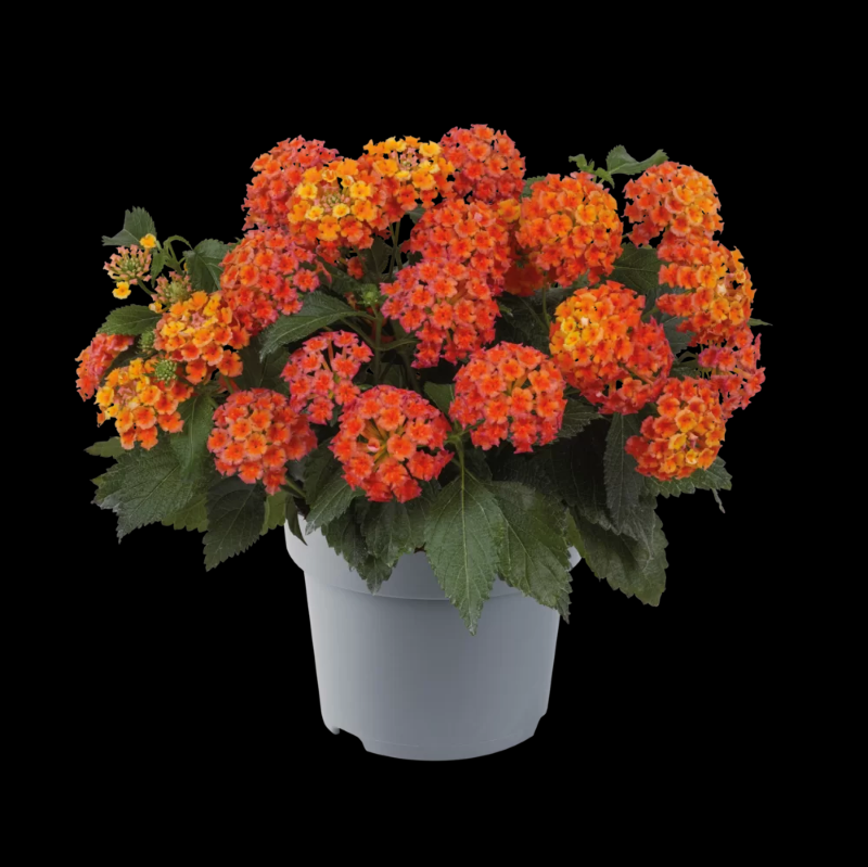 Vienmetė gėlė, lantana, vazonėlio skersmuo 12 cm.