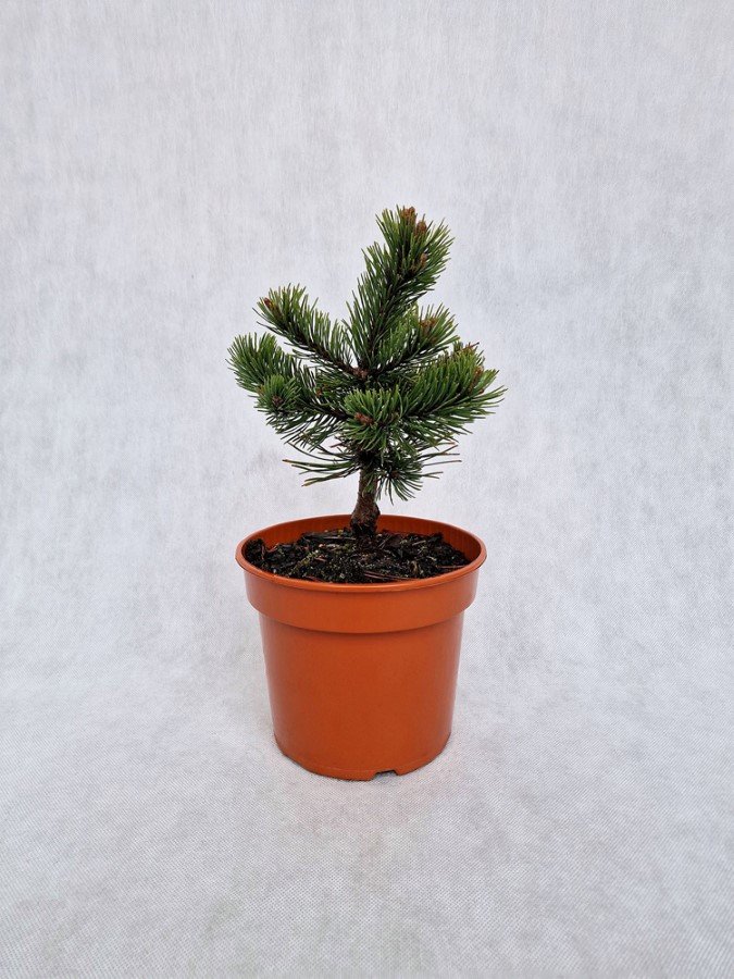 Spygliuotis, pušis kalninė "Donau", vazonėlio skersmuo 19 cm.
