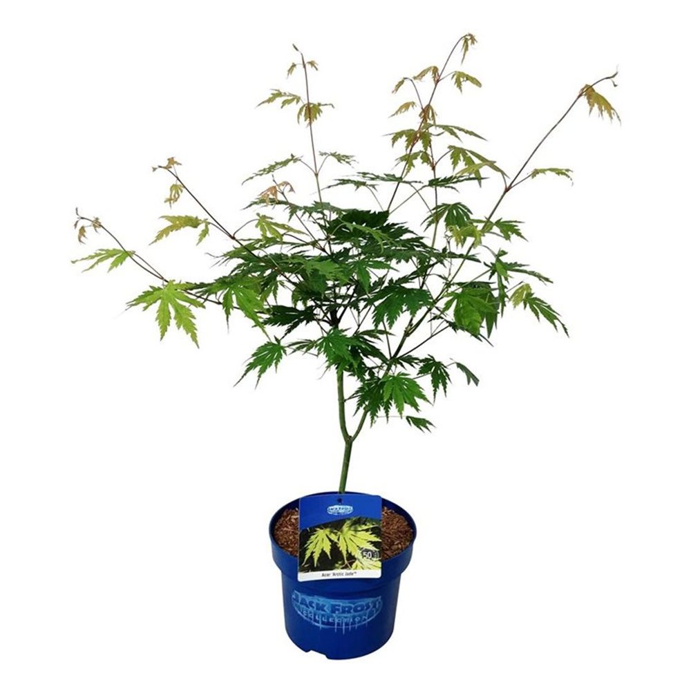 Dekoratyvinis medis, klevas "Arctic Jade" (Jack Frost), aukštis 50-60 cm., vazonas 5 l.