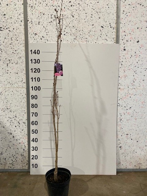 Dekoratyvinis medis, smailiadantė sakura "Amanogawa", vazonėlio skersmuo 23 cm.